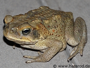 Lizards_CaneToad_IMG_9449_300.jpg