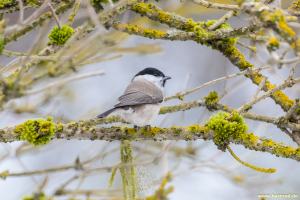 willowtit_IM5_2829-7.jpg